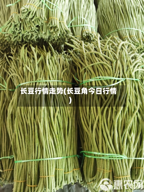 长豆行情走势(长豆角今日行情)