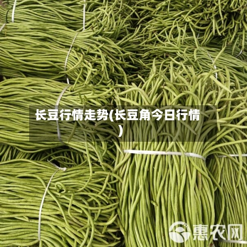 长豆行情走势(长豆角今日行情)-第2张图片