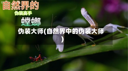伪装大师(自然界中的伪装大师)-第2张图片