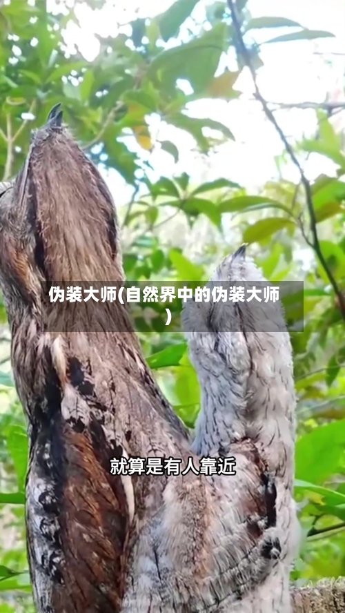 伪装大师(自然界中的伪装大师)-第3张图片