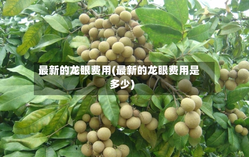 最新的龙眼费用(最新的龙眼费用是多少)-第2张图片