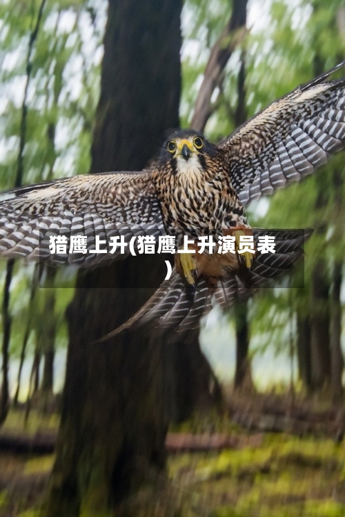 猎鹰上升(猎鹰上升演员表)