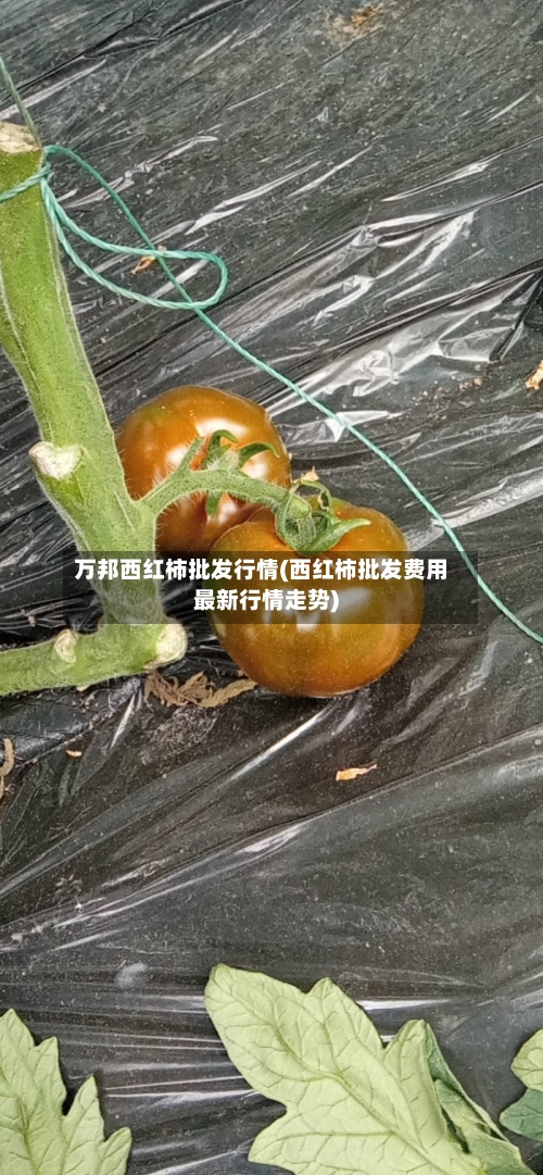 万邦西红柿批发行情(西红柿批发费用最新行情走势)-第3张图片