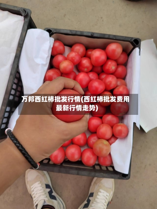 万邦西红柿批发行情(西红柿批发费用最新行情走势)-第2张图片