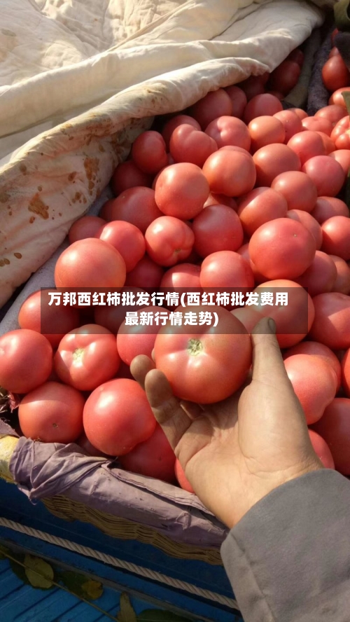 万邦西红柿批发行情(西红柿批发费用最新行情走势)