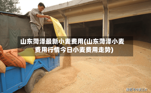 山东菏泽最新小麦费用(山东菏泽小麦费用行情今日小麦费用走势)