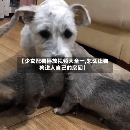 【少女配狗播放视频大全一,怎么让狗狗进入自己的房间】