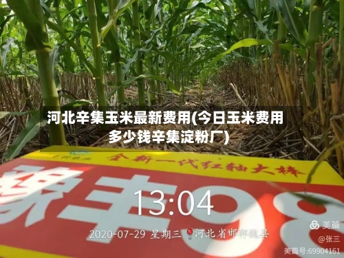 河北辛集玉米最新费用(今日玉米费用多少钱辛集淀粉厂)-第2张图片