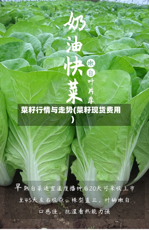 菜籽行情与走势(菜籽现货费用)