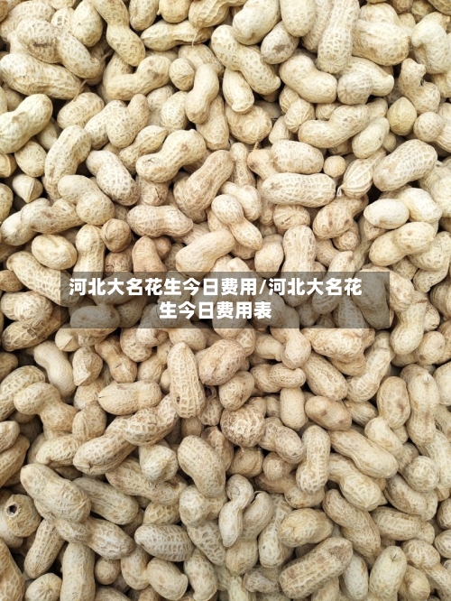 河北大名花生今日费用/河北大名花生今日费用表-第2张图片