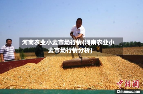河南农业小麦市场行情(河南农业小麦市场行情分析)