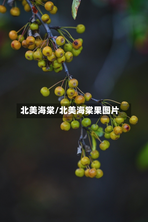 北美海棠/北美海棠果图片