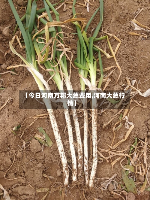 【今日河南万邦大葱费用,河南大葱行情】