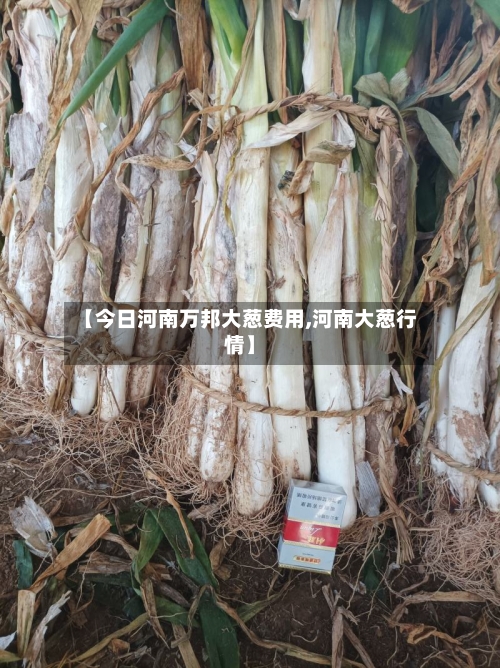 【今日河南万邦大葱费用,河南大葱行情】-第2张图片