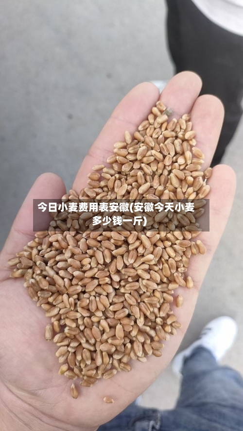 今日小麦费用表安徽(安徽今天小麦多少钱一斤)-第2张图片