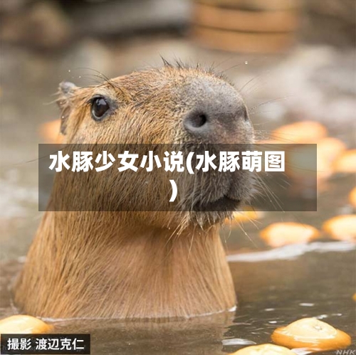 水豚少女小说(水豚萌图)