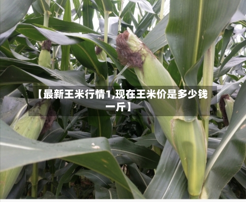 【最新王米行情1,现在王米价是多少钱一斤】