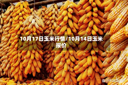 10月17日玉米行情/10月14日玉米报价