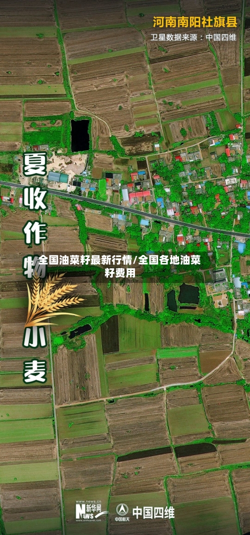 全国油菜籽最新行情/全国各地油菜籽费用