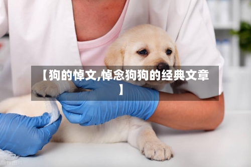 【狗的悼文,悼念狗狗的经典文章】