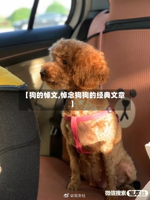【狗的悼文,悼念狗狗的经典文章】-第2张图片