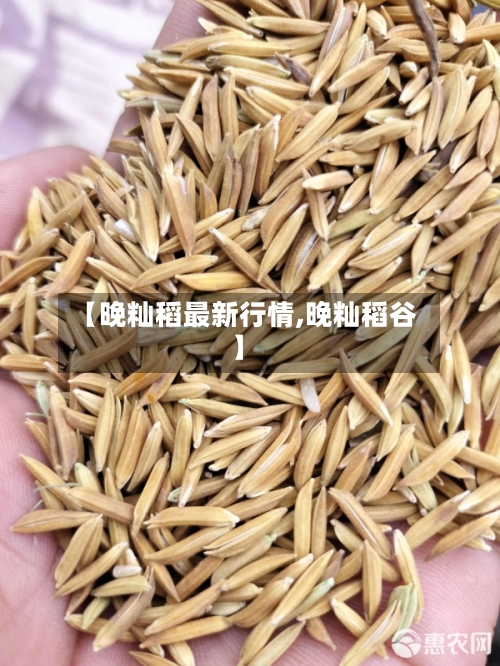 【晚籼稻最新行情,晚籼稻谷】-第2张图片