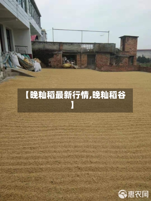 【晚籼稻最新行情,晚籼稻谷】