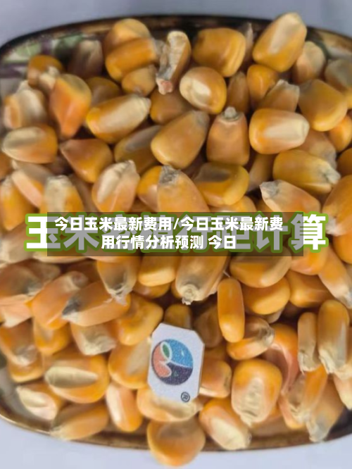 今日玉米最新费用/今日玉米最新费用行情分析预测 今日-第2张图片