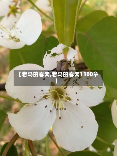 【老马的春天,老马的春天1100章】-第2张图片