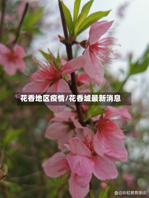 花香地区疫情/花香城最新消息-第3张图片