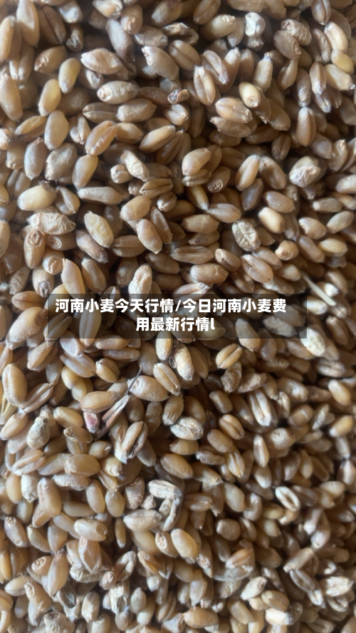 河南小麦今天行情/今日河南小麦费用最新行情l-第3张图片