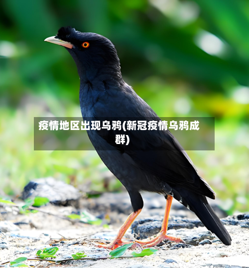 疫情地区出现乌鸦(新冠疫情乌鸦成群)-第3张图片