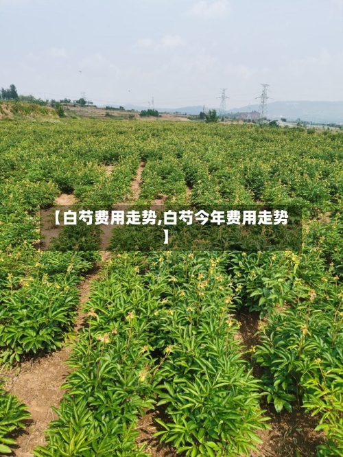 【白芍费用走势,白芍今年费用走势】-第2张图片