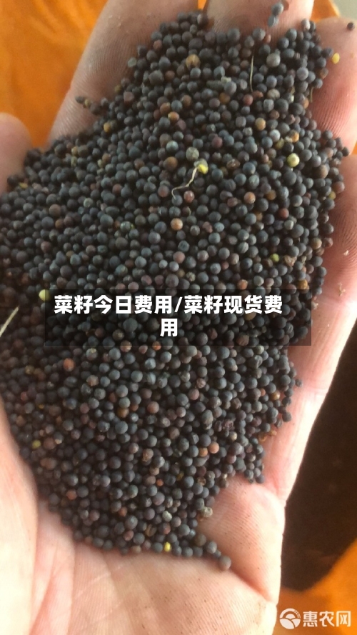 菜籽今日费用/菜籽现货费用-第2张图片
