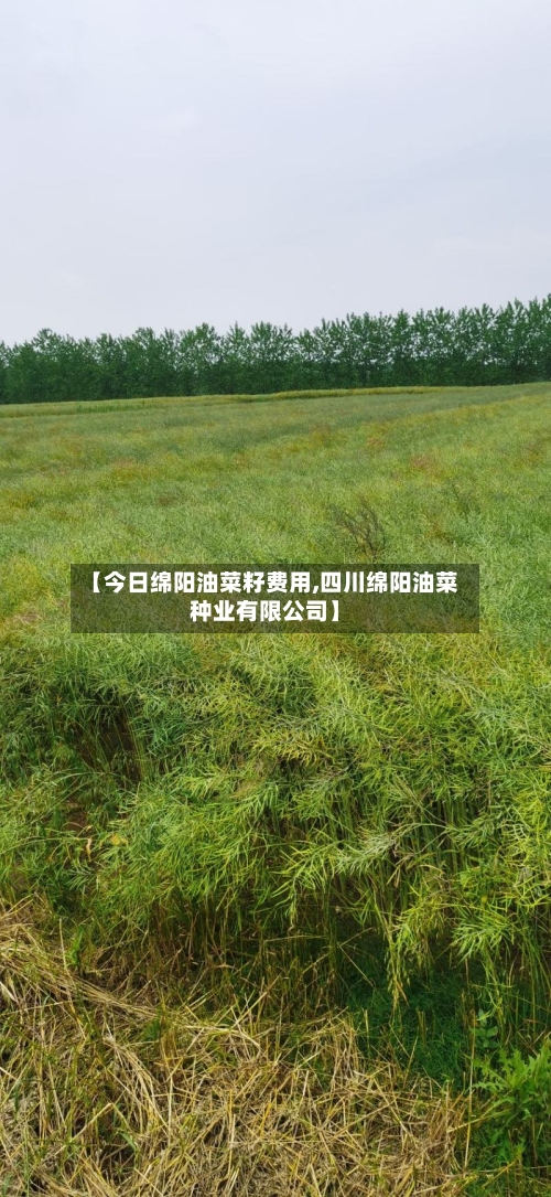 【今日绵阳油菜籽费用,四川绵阳油菜种业有限公司】-第2张图片