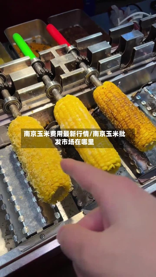 南京玉米费用最新行情/南京玉米批发市场在哪里