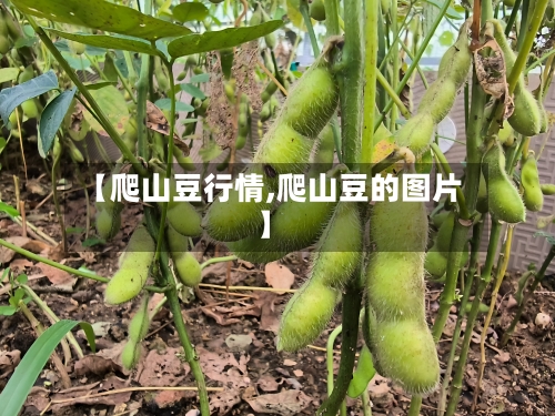 【爬山豆行情,爬山豆的图片】-第3张图片