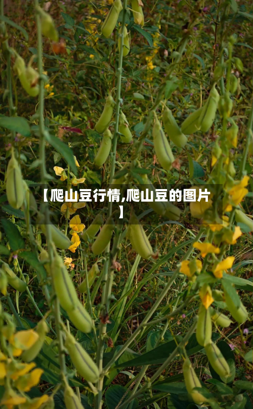 【爬山豆行情,爬山豆的图片】