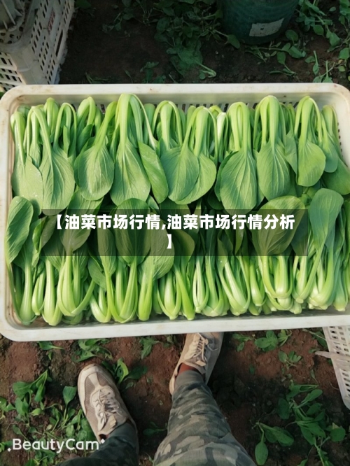 【油菜市场行情,油菜市场行情分析】