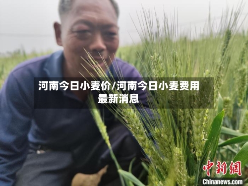 河南今日小麦价/河南今日小麦费用最新消息-第2张图片