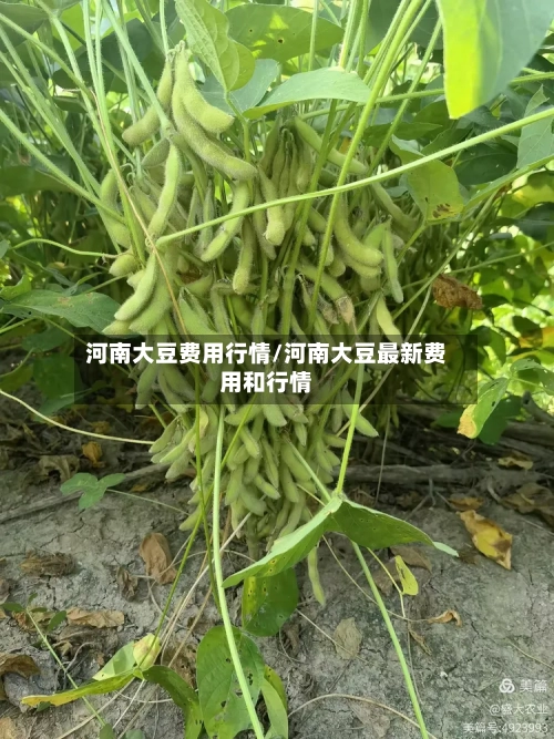 河南大豆费用行情/河南大豆最新费用和行情-第2张图片
