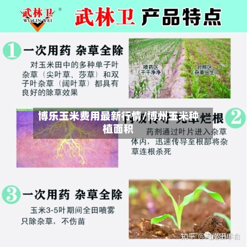博乐玉米费用最新行情/博州玉米种植面积