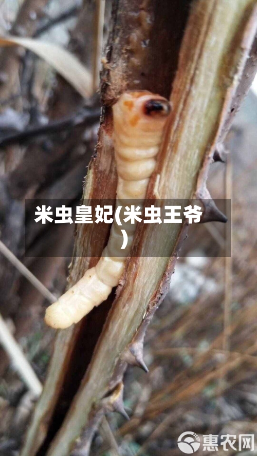 米虫皇妃(米虫王爷)-第2张图片