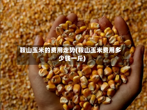 鞍山玉米的费用走势(鞍山玉米费用多少钱一斤)-第2张图片