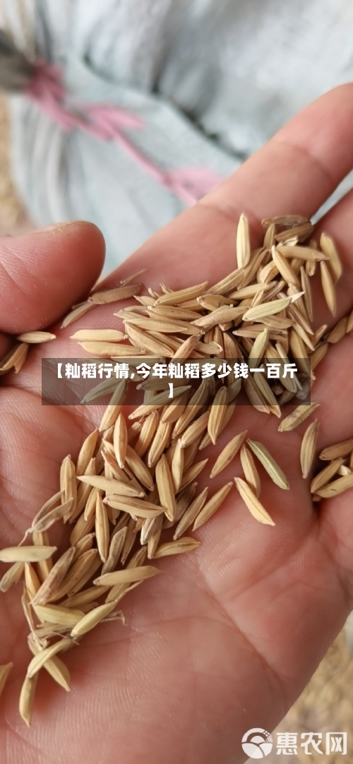 【籼稻行情,今年籼稻多少钱一百斤】