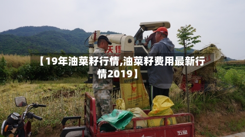 【19年油菜籽行情,油菜籽费用最新行情2019】-第2张图片