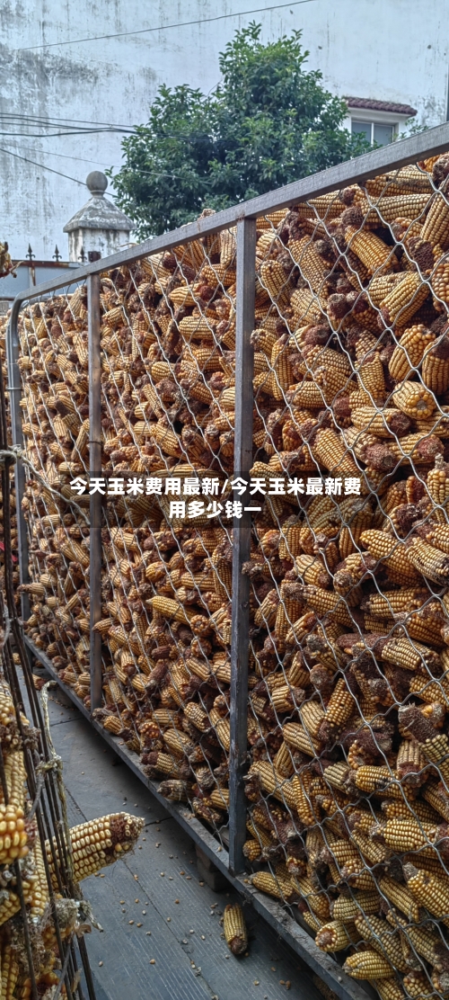 今天玉米费用最新/今天玉米最新费用多少钱一