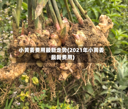 小黄姜费用最新走势(2021年小黄姜最新费用)-第2张图片