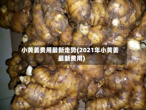 小黄姜费用最新走势(2021年小黄姜最新费用)-第3张图片