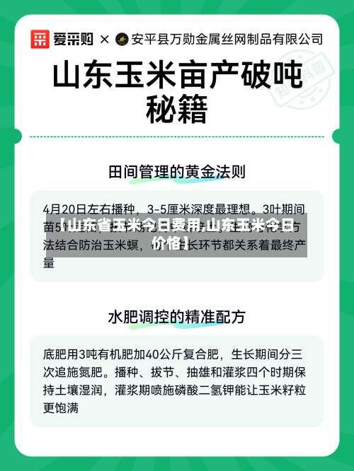 【山东省玉米今日费用,山东玉米今日价恪】